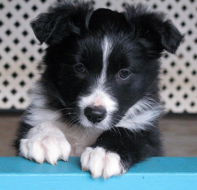 Waylon x Kitzu Litter Pedigree